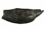 Fossil Sperm Whale (Scaldicetus) Tooth #130183-1
